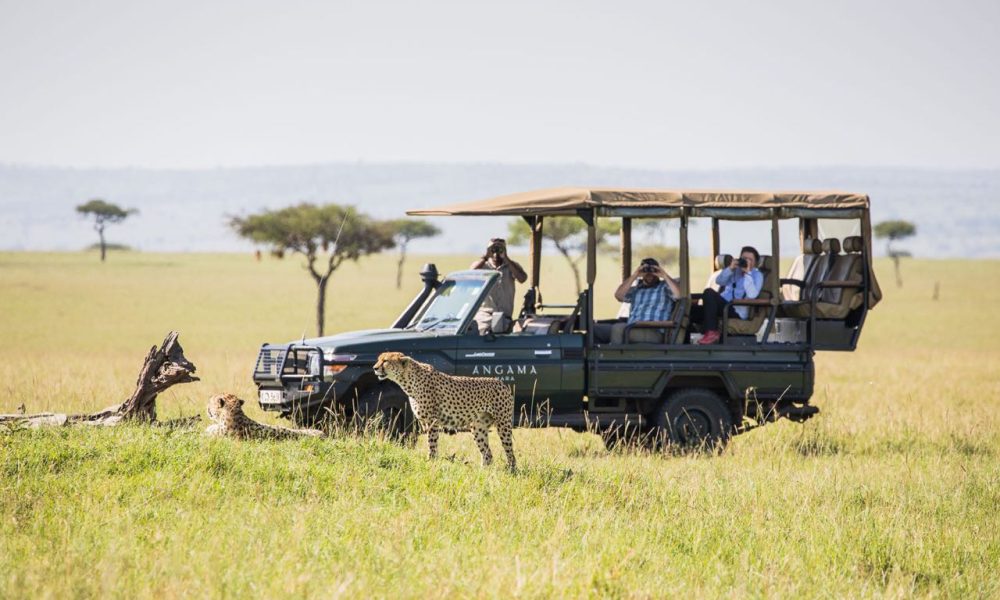 Cheetah next to a safari vehicle on game drives
